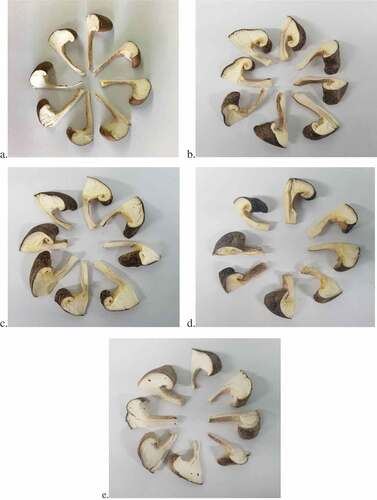 Figure 1. Slices of shiitake mushrooms, a. Slices of fresh shiitake mushrooms; b. Slices of 50oC hot-air-dried shiitake mushrooms; c. Slices of 60oC hot-air-dried shiitake mushrooms; d. Slices of 70oC hot-air-dried shiitake mushrooms; e. Slices of freeze-dried shiitake mushrooms