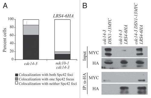 Figure 4 Lrs4 and Csm1 localize to kinetochores. (A) cdc14-3 (A16802) and ndc10-1 cdc14-3 (A17569) cells carrying an Spc42-GFP fusion were released from a pheromone-induced G1 arrest at 37°C. Chromosome spreads were performed 105 minutes after release and the percentage of cells with Lrs4-6HA co-localized with both or one Spc42-GFP signal was determined. At least 50 cells were counted per strain. (B) cdc14-3 cells carrying fusions of Dsn1-13MYC (A19333), Lrs4-6HA (A14204) or both (A19297) were released from a pheromone-induced G1 arrest at 37°C. Protein extracts were prepared from cells harvested 150 minutes after release. Lrs4-6HA was immunoprecipitated using an anti-HA antibody. Levels of Lrs4-6HA and Dsn1-13MYC were determined in the extracts (B, upper part) and in the precipitates (B, lower part).