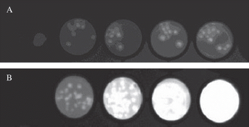 Figure 1. BLI images of microcapsules containing luciferase-expressing MDCK cells. Luciferase-expressing MDCK cells were encapsulated in APA capsules and loaded into a 96-well plate. (A) has increasing numbers (10 - 20) of capsules from left to right, while (B) has 30 – 100 capsules. 100µl luciferase assay reagents were added into each well for incubation for 5 minute at room temperature and the plates were imaged with a 30-second exposure time.