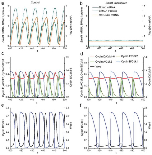 Figure 5. Computational modeling of the impact of Bmal1 knockdown on Cyclin/CDK levels. Analysis of the effect of silencing of Bmal1 expression in the computational model for coupled mammalian circadian clock and cell cycle oscillators. The time series in the upper panels show the evolutions of Bmal1 mRNA (dark cyan, solid line), total BMAL1 protein (dark cyan, dashed line) and Rev-Erbα mRNA (orange) under normal conditions (a) or when the synthesis rate of Bmal1 mRNA is reduced by 70% (b). The period of the circadian clock is 18h in control conditions. However, the oscillations in (b) disappear upon decreasing Bmal1 mRNA synthesis. The time series in the middle panels show the time evolutions of Cyclin A/CDK2 (light green), Cyclin E/CDK2 (mustard green), Cyclin B/CDK1 (blue) and CyclinD/CDK4-6 (red) in control conditions, when the cell cycle is synchronized to the circadian clock (c), or when Bmal1 is knocked down (d). The period of the cell cycle increases from 18h in (c) to 21.1 h in (d). Also, the width of the activity peak of Cyclin B/CDK1 (blue) is significantly increased. The time series in the bottom panels show the evolutions of Cyclin B/CDK1 (blue) and WEE1 (black) when cells are in control conditions (c) or when Bmal1 gene expression is knocked down (d). The concentration of WEE1 decreases in (d) due to the lack of induction Wee1 transcription by BMAL1. Parameter values used for numerical simulations are listed in the SI appendix.