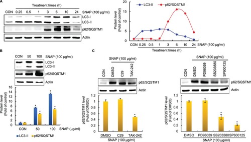 Figure 4. Effect of SNAP on macrophage autophagy. (A) RAW264.7 cells were treated with SNAP (100 μg/ml) for the indicated times. The protein levels were determined by Western blot analysis. Actin was used as a loading control. (B) RAW264.7 cells were treated with SNAP for 3 h. The protein levels were determined by Western blot analysis. Actin was used as a loading control. (C and D) RAW264.7 cells were pretreated with C29 (TLR2 inhibitor, 100 μM), TAK-242 (TLR4 inhibitor, 5 μM), PD98059 (ERK1/2 inhibitor, 40 μM), SB203580 (p38 inhibitor, 40 μM) or SP600125 (JNK inhibitor, 40 μM) for 2 h and then co-treated with SNAP (100 μg/ml) for 3 h. The protein levels were determined by Western blot analysis. Actin was used as a loading control.