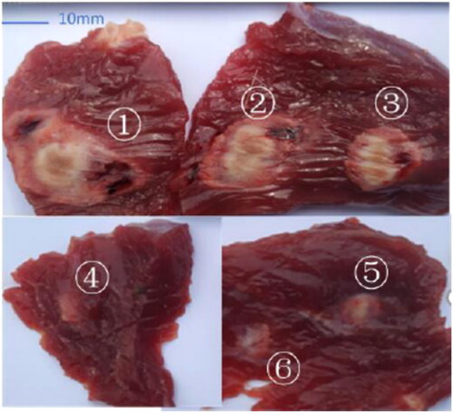 Figure 4. Coagulative necrosis in the leg muscles of the #1 live goat at six different positions after FUAS.
