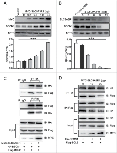Figure 3. SLC9A3R1 activates the autophagic core lipid kinase complex by inducing the expression of BECN1. (A) SLC9A3R1 increases the expression of BECN1 in MDA-MB-231 cells. MDA-MB-231 cells were transfected with the indicated concentrations of MYC-SLC9A3R1 or vector and protein lysates were analyzed by immunoblotting with the indicated antibodies. (B) Knockdown of SLC9A3R1 decreases the expression of BECN1 in MCF-7 cells. MCF-7 cells were transfected with the indicated concentrations of si-SLC9A3R1 or control-siRNA, and protein lysates were analyzed by immunoblotting with the indicated antibodies. (C, D) SLC9A3R1 reduces the binding between BECN1 and BCL2. MDA-MB-231 cells were transfected with HA-BECN1, Flag-BCL2, and MYC-SLC9A3R1 plasmids for 24 h; cell lysates were then prepared and immunoprecipitated with anti-HA antibody or equal amount of mouse IgG, and the precipitates were detected using an anti-Flag antibody. Data are presented as the mean ± SE (n = 4). ***, P < 0.001.