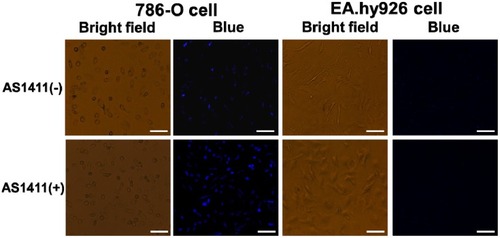 Figure 6 Fluorescence imaging of 786-O cells and EA.hy926 cells labeled with Mn-MoS2 QDs and AS1411-Mn-MoS2 QDs, scale bar = 50μm.