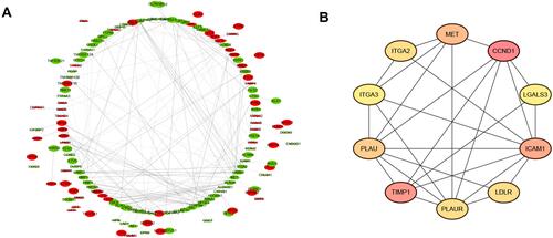Figure 2 Protein–protein interaction (PPI) network construction of DEGs. (A) PPI networks. Green nodes represented the down-regulated genes, while red nodes represented the up-regulated genes. (B) The top 10 hub genes ranked by Degree method.