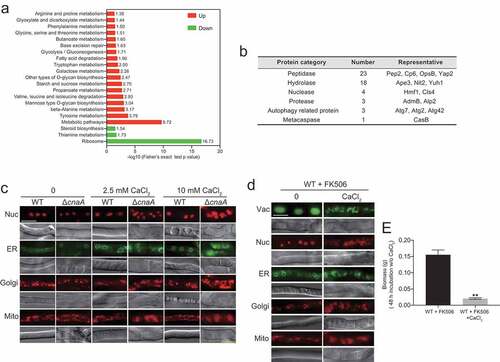 Figure 7. ΔcnaA mutant shows global fragmentation of nuclei and organelles upon calcium stimuli