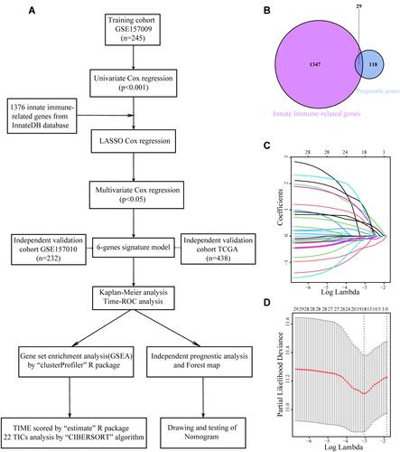 Figure 1 Process used to construct the prognostic signature model based on innate immune-related genes. (A) Work flow. (B) Overlap of 147 genes associated with patient prognosis and 1376 genes associated with innate immunity, followed by selection of 29 genes by LASSO Cox regression analysis. (C and D) Construction of a LASSO Cox regression model from the 29 innate immune-related prognostic genes, followed by calculation of the tuning parameter (λ) based on partial likelihood deviance with 10-fold cross-validation. The vertical black line indicates the optimal log λ value.