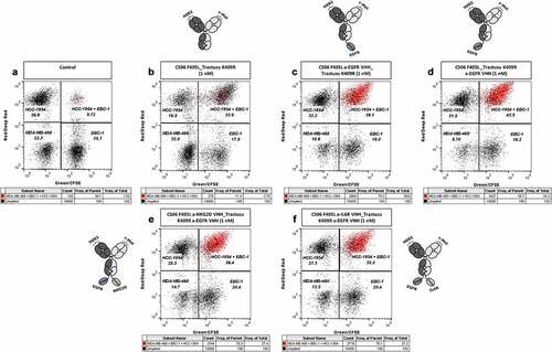 Figure 5. Specific cell clustering due to simultaneous binding of the DB-VHHs to three different cancer cell lines. Flow cytometry cytograms represent the fluorescence signals of the different cell populations. (a) Cells without antibody construct. Upper left gate = HCC-1954 (HER2+++) cells stained with DeepRed, lower left gate = MDA-MB-468 (EGFR+++) cells stained with CMRA, lower right gate = EBC-1 (c-MET++) cells stained with CFSE, upper right gate = HCC-1954 + EBC-1 cell doublets. Events in all three fluorescence channels (cell triplets) were marked in red. Cells were incubated in the presence of 1 nM (b) bispecific DB, (c) and (d) trispecific DB-VHHs, (e) and (f) tetraspecific DB-VHHs.