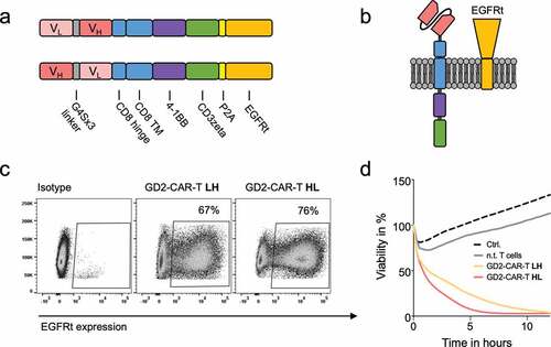 Figure 1. Design and functionality of novel GD2-CAR-T. a) Schematic illustration of GD2-CAR constructs in heavy chain/light chain (HL) and light chain/heavy chain (LH) configuration. b) Schematic illustration of GD2-CAR and EGFRt expression on the plasma membrane. In c), GD2-CAR expression was determined by flow cytometry against EGFRt, coexpressed with the GD2-CAR. Representative plots for non-transduced T cells (left), GD2-CAR-T LH (middle) and GD2-CAR-T HL (right) transduced T cells (middle) are shown. In d), GD2-CAR-T were incubated with GD2+ neuroblastoma cell line LS at an E:T ratio of 2:1 for 12 h. Target-cell lysis was determined by impedance-based real-time cytotoxicity assay xCELLigence® RTCA. Data shown represent mean of two independent experiments in triplicates