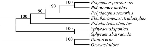 Figure 1. The rectangular phylogenetic tree based on the conserved blocks within mitochondrial genomes of ten related species. The analysis was performed using the MEGA 6.0 software. Accession number: Eleutheronema tetradactylum (NC_021620.1), Polydactylus plebeius (NC_026235.1), Polydactylus sextarius (NC_027088.1), Polynemus paradiseus (NC_026236.1), Sphyraena barracuda (NC_022484.1), Sphyraena japonica (NC_022489.1), Danio rerio (NC_002333.2) and Oryzias latipes (NC_004387.1)