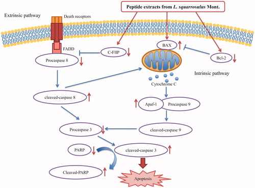 Figure 7. Proposed mechanistic scheme of anticancer activity of peptide extracts from Lentinus squarrosulus in human lung cancer cells. The extracts mediated a mitochondrial or intrinsic apoptotic pathway through the reduction of Bcl-2 and increase of BAX. Meanwhile, the extracts also decrease c-FLIP, an inhibitor for death-receptor regulating apoptosis.