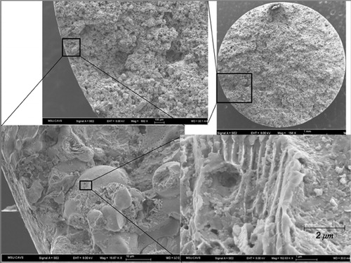 4. Fracture surfaces of fatigue specimen C