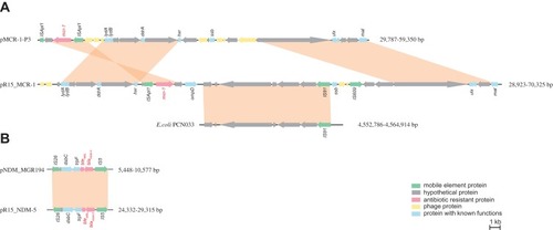 Figure 1 Lineal comparison of antimicrobial-resistant regions. (A) Comparison of the mcr-1 coding region of plasmid pR15_MCR-1 (MK256965) with plasmid pMCR-1-P3 (KX880944) and the chromosome of E. coli PCN033 (CP006632). (B) Comparison of the blaNDM-5 coding region of plasmids pR15_NDM-5 (MK256964) and pNDM_MGR194 (KF220657). Genes are portrayed by arrows and colored according to their functions.