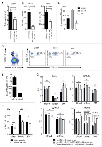 Figure 5. Adoptive transfer of cytokine pre-activated NK cells reduces RL load. Rats (n = 10) were sub-lethally irradiated at 4 Gy and injected with RL 24 h later. IL-12, IL-15, and IL-18 pre-activated NK cells were adoptively transferred to rats (n = 5) at days 3, 6, and 9. Control rats received no NK cells (n = 5). (A) Spleen weights of rats having RL with (white bars, n = 5) or without (black bars, n = 5) infusion of pre-activated NK cells. (B) Total numbers of RL per mL blood or total numbers of RL per spleen in rats with (white bars, n = 5) or without (black bars, n = 5) infusion of pre-activated NK cells. (C) Percent reduction of RL blasts in spleen, blood, or BM in rats receiving pre-activated NK cells. (D) Donor NK cells (CD45.2neg) are readily detected in spleen, blood, and BM at sacrifice 4 weeks after RL injection. (E) Total numbers of donor CD45.2neg NK cells per spleen or per mL blood at sacrifice 4 weeks after RL injection. (F) Percent proliferating Ki67+ host or donor NK cells at sacrifice 4 weeks after RL injection. (G) Expression of FasL, NKG2D, Ly49s3, and NKp46 on host and donor NK cells at sacrifice 4 weeks after RL injection, presented as RFI values ± SEM. Statistical significance was calculated using the non-parametrical Mann–Whitney test. Data represents two individual experiments with a total five rats in each group.