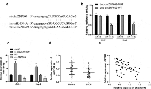 Figure 3. miR-134-5p is a circZNF609 target. (a) The binding site between circZNF609 and miR-134-5p (b) LSC-1 and Hep-2 cell luciferase activity analysis. (c) miR-134-5p expression in LSC-1 and Hep-2 cells. (d) miR-134-5p expression in adjacent normal and LSCC tissues (n = 42). (e) The correlation analysis in LSCC tissues (n = 42) (r = −0.662, P < 0.001). ** P < 0.01, *** P < 0.001.