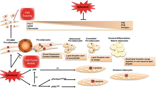 Schematic 1 Overview of Zyflamend’s effects on adipocyte differentiation, lipolysis, and adipogenesis