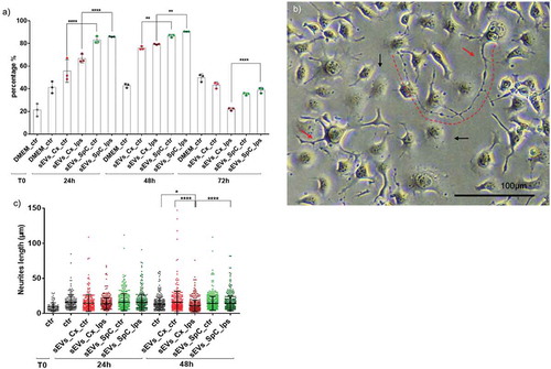 Figure 5. Microglia-derived sEVs modulate neurites outgrowth in DRG cell line (ND7/23). (a) Time course (24, 48 and 72 h) analyses of the number of neurites per cells (percentage) that emerged after treatment with microglia sEVs. (b) Explicit image of DRGs cells neurites outgrowth after sEVs treatment. Red arrows indicate DRGs neurites that occurred after incubation with microglia sEVs. Black arrows indicate DRG cells that do not present any neurite. Scale bars: 100 µm. (c) Box plot representation of a time course (24 h, 48 h) of the neurite lengths growth after treatment with sEVs (equal quantity for each group of cells – 1.5E+08particles). (n = 3).