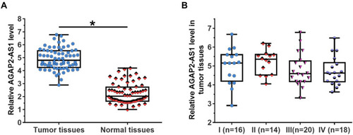 Figure 1 AGAP2-AS1 was upregulated in tumor tissues of colon cancer patients but was not affected by clinical stage. RT-qPCR results revealed that AGAP2-AS1 was upregulated in tumor tissues comparing to that in adjacent normal tissues (A), (*p < 0.05), and the expression levels of AGAP2-AS1 in tumor tissue specimens were not significantly affected by clinical stages (B).