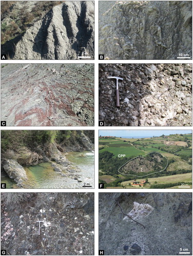 Figure 2. Field occurrence of the External Ligurian Succession (a– e: Cassio Unit; f–h: Groppallo Unit): (a) strongly disrupted chaotic succession (broken formation) of the Scabiazza Sandstone, showing a preferred alignment (i.e. pseudo-bedding) of sandstone bed fragments (west of Ca de’ Franchini); (b) close-up view of the Scabiazza Sandstone with bed fragments of whitish micaceous sandstone embedded into a pelitic-to argillaceous matrix; (c) noncylindrical and asymmetrical folds deforming alternating grey and reddish to purplish shale and minor black manganiferous siltstones in the Argille Varicolori (east of San Lorenzo). Hammer for scale; (d) close-up of the Salti del Diavolo Conglomerate (Cascina Sighera). Hammer for scale; (e) alternating bed of calcareous turbidites and grey marls of the Monte Cassio Flysch (Barca); (f) panoramic view of a serpentinite block, hundreds of m wide, embedded in the poorly outcropping argillaceous matrix of the Pietra Parcellara Complex (east of Zebedassi); (g,h) clast-supported debris flow of polymictic rounded to angular clasts of ultrabasic rocks (dark green to reddish in color) and oceanic cover succession (whitish in color) of the Pietra Parcellara Complex (north of Zebedassi). Hammer for scale in (g).