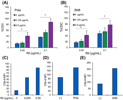 Figure 2. In vitro combination effect of Pola with Rit in SU-DHL-4-Pola-R cells. A, B, SU-DHL-4-Pola-R-2 cells treated with Pola (1 µg/mL) for 1 week were pretreated with Pola (A) or anti-CD79b antibody (SN8) (B) for 3 days at the indicated concentrations. Cells were then collected, and CDC assay was performed with Rit. The results are presented as mean values + SD. n = 3, * p < 0.05 by Dunnett’s t-test compared to control (Pola or SN8: 0 μg/mL). C, SU-DHL-4-Pola-R-2 cells were treated with Pola (1 µg/mL) for 1 week. Cells were then treated with Rit (30 min) followed by normal human serum (10 min). MAC (C5b-9 complex) binding was measured by flow cytometry. D, E, SU-DHL-4-Pola-R-2 cells treated with Pola (1 µg/mL) for 1 week were pretreated with Pola (D) or anti-CD79b antibody (SN8) (E) at 0.5 μg/mL for 3 days. Cells were then treated with Rit (0.05 μg/mL) for 30 min followed by normal human serum (10 min). MAC (C5b-9 complex) binding was measured by flow cytometry.