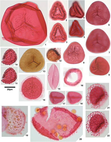 Plate 2. 1. Psilatriletes brevilaesuratus sp. nov., Amaogugu 1.1 (V42,3), holotype, 2. Pteridacidites sp. 1, Ameke 1.1 (V48,2), distal face, 3. Pteridacidites sp. 1, Ameke 1.1 (V48,2), proximal face, 4. Pteridacidites sp. 2, Ameke 1.1 (T46), distal face, 5. Pteridacidites sp. 2, Ameke 1.1 (T46), proximal face, 6. Punctatisporites interfoveolatus sp. nov., Okigwe B1.1 (R33,4), holotype, high focal plane, 7. Punctatisporites interfoveolatus sp. nov., Okigwe B1.1 (R33,4), holotype, low focal plane, 8. Punctatisporites interfoveolatus sp. nov., Okigwe B1.1 (E43), paratype, 9. Punctatisporites interfoveolatus sp. nov., Okigwe B1.1 (X50), paratype, 10. Verrucosisporites major (Couper Citation1958) Burden & Hills Citation1989, Ameke 1.1 (N49), distal face, 11. Verrucosisporites major (Couper Citation1958) Burden & Hills Citation1989, Ameke 1.1 (N49), proximal face, 12. Verrucosisporites cf. verrucosus Ibrahim Citation1933, Okigwe B3.1 (R37,4), 13. Verrutriletes virueloides Jaramillo et al. (Citation2007), Okigwe A1.1 (E45), 14. Zlivisporis blanensis Pacltová Citation1961, Amaogugu 1.1 (U44), 15. Cycadopites deterius (Balme Citation1957) Pocock Citation1970, Okigwe B1.1 (V55), 16. Cyclusphaera scabrata Jaramillo & Dilcher Citation2001, Okigwe B4.1 (L46,2), 17. Inaperturopollenites fossulatus sp. nov., Ozuitem 3.1 (W34,2), high focal plane, 18. Inaperturopollenites fossulatus sp. nov., Ozuitem 3.1 (W34,2), low focal plane, 19. Inaperturopollenites? sp. 1, Ameke 1.1 (K51), 20. Inaperturopollenites? sp. 2, Ozuitem 3.1 (X42,1), 21. Praedapollis africanus Boltenhagen & Salard Citation1973, Ameke 1.1 (S47), high focal plane, 22. Praedapollis africanus Boltenhagen & Salard Citation1973, Ameke 1.1 (S47), low focal plane.