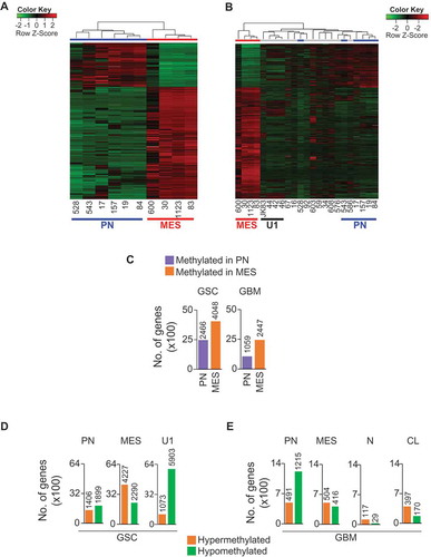Figure 2. Subtype-associated methylation landscape in GSCs and GBM bulk tumors. (A) Methylation patterns based on 11,994 differentially methylated CpGs (P <0.05, FDR corrected) between transcriptomically pre-defined phenotypes of GSCs (4 PN and 6 MES) [Citation7,Citation14]. (B) Clustering of 23 GSCs generated PN, MES, and an unknown cluster U1 containing JK42, JK44, JK46, and JK83. (C) Differentially methylated genes between PN and MES in GSCs and GBM. (D) and (E) Hypermethylated or hypomethylated genes in each subtype of GSCs (D) and GBM (E). Numbers at the top of the bars in (C, D, E) indicate the number of genes that are methylated or unmethylated in the corresponding subtypes.