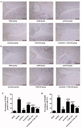 Figure 4. Immunohistochemical detection of TLR4 and MyD88 expression in the synovial tissue (magnification, ×200; scale bar: 200 μm). (A) Immunohistochemical analysis of TLR4 in each group. (B) Percentage of cells positive for TLR4. (C) Immunohistochemical analysis of MyD88 in each group. (D) Percentage of cells positive for MyD88. *p < 0.05 compared with the sham group, **p < 0.01 compared with the sham group; ##p < 0.01 compared with the model group; &p < 0.05 compared with the positive group; ^p < 0.05 compared with the isovitexin group, ^^p < 0.01 compared with the isovitexin group; ★p < 0.05 compared with the TAK-242 group.