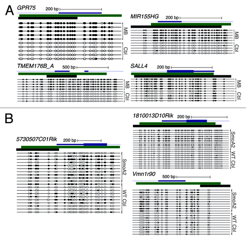 Figure 1. Bisulfite sequence analysis of loci identified by Reduced Representation Bisulfite Sequencing from human and SmoA2 medulloblastoma. (A) Bisulfite sequence analysis of GPR75, MIR155HG, TMEM176B_A, and SALL4 from human medulloblastoma (MB) and normal cerebellum (Cbl). The black rectangle shows the genomic region subjected to bisulfite sequence analysis; the mRNA structure (exon, large rectangle; intron, thin line; untranslated region (UTR), small rectangle; arrow, direction of transcription) is shown in blue; any associated CpG island is shown using a green rectangle. Solid circles represent CpG methylation, and open circles depict unmodified CpG dinucleotides. (B) Bisulfite sequence analysis of 5730507C01Rik, 1810013D10Rik, and Vmn1r90 from SmoA2 and wild-type cerebellum (WT Cbl).