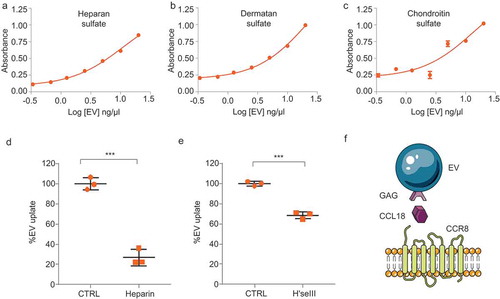 Figure 6. CCL18 acts as a bridging molecule between GAGs on EVs and cellular CCR8 (a–c) Heparan sulphate (a), dermatan sulphate (b) and chondroitin sulphate (c) GAGs are present on EV membranes, as determined by ELISA. (d) EV uptake is prevented by heparin (25 µg/mL) and by (e) Heparinase III (H’se III) (2 miU every 2 h for 6 h at 37°C) treatment of EV isolates. *** indicates p-value ≤0.001 as determined by t-test. (f) Proposed model: GAGs present on the EV membrane bind CCL18 which connects with cellular CCR8 promoting EV uptake. Error bars represent SD of three independent experiments.