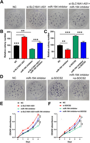 Figure 5 SLC16A1-AS1 suppressed SiHa cell proliferation through the miR-194/SOCS2 axis. (A–D) Colony formation assay was performed to evaluate the effects of si-SLC16A1-AS1, miR-194 inhibitor and si-SOCS2 on the proliferation of SiHa cells. n = 3. (E and F) CCK-8 assay was used to detect the effects of si-SLC16A1-AS1, miR-194 inhibitor and si-SOCS2 on the proliferation of SiHa cells. n = 3. *p < 0.05, **p < 0.01, ***p < 0.001.