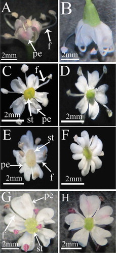 Figure 4. Flower structure in dorsal and ventral views. (A, B) B. paucifolium (raised and vertical), (C, D) E. cylindrica (horizontal and wide), (E, F) E. persica (horizontal and wide), (G, H) E. wolffii (horizontal and wide). The androecium has 5 stamens. Abbreviations: pe = petal, f = stamen filament, st = stylopodium.