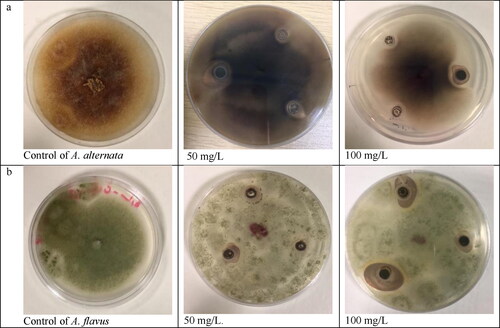 Figure 13. Antifungal activity of biosynthesized AgNPs evaluated by agar well diffusion assay. Representative images of A. alternata (a) and A. flavus (b) control and treatment agar plates.