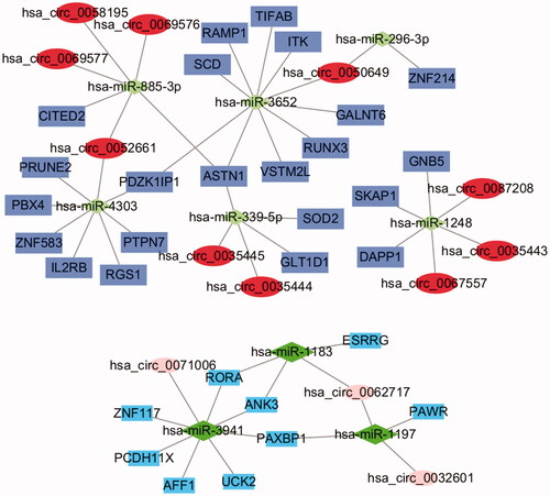 Figure 6. The circRNA-miRNA-mRNA regulatory network. The ellipses, diamonds and squares represent mRNAs, miRNAs and mRNAs, respectively. The dark colour means upregulated expression and light one means downregulation.