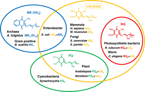 Figure 1. Distribution of four major prenylquinones in different organisms. Ubiquinone (UQ) is present in almost all living organisms from bacteria to higher eukaryotes. Menaquinone (MK) is distributed in bacteria and archaea, and therefore considered the oldest type of prenylquinone, first synthesized in primitive living organisms. Plastoquinone (PQ) occurs in cyanobacteria, and was presumably subsequently transferred to plants. Rhodoquinone (RQ) is the most recently evolved quinone, and is synthesized from UQ.