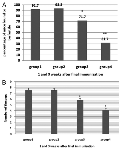 Figure 4. Fertility assay of immunized mice. (A) The fertility rate of female mice mated with immunized males at 1 and 3 wk after the final immunization. (B) Progeny size of female mice mated with immunized males at 1 and 3 wk after the final immunization. Asterisk indicates a significant difference from the PBS group (*P < 0.05; **P < 0.001).