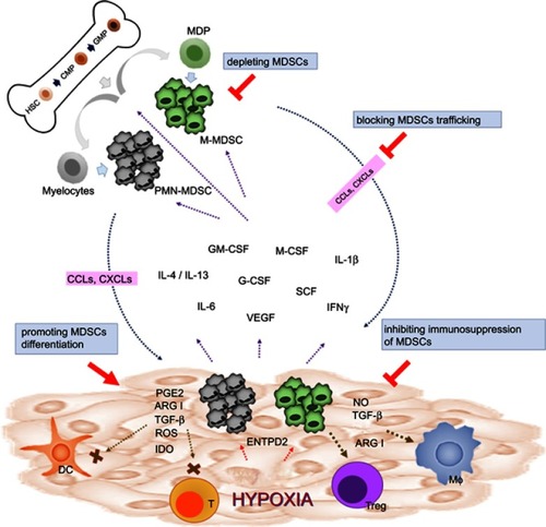 Figure 1 Strategies of targeting MDSCs in cancers. In physiological condition, HSCs differentiate into CMPs and GMPs, which subsequently become mature granulocytes or monocytes. In pathological condition such as malignancy, multiple tumor-derived factors affect the differentiation of myeloid cells, leading to the generation M-MDSCs and PMN-MDSCs. Both types of MDSCs migrate to the tumor site through the interaction of chemokine receptors and ligands (CCLs or CXCLs). In TME, MDSCs are activated and can support tumor growth by suppressing antitumor response of T cells through various mechanisms such as ARG1, iNOS, ROS, TGF-β, IL-10, and IDO. MDSCs can also promote macrophage polarization and induce Tregs and tolerogenic DCs. Reversing the protumor effects of MDSCs could be achieved by depleting MDSCs, promoting MDSC differentiation, blocking MDSC trafficking and migration into TME, and inhibiting the immunosuppressive function of MDSCs.