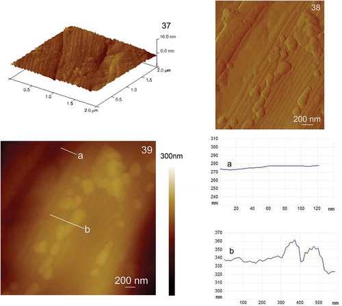 Figs 37–39. AFM images of the centre of the Cylindrotheca closterium cell, grown at cadmium concentration 1000 μg l–1, acquired in contact mode. Fig. 37. Three-dimensional display of the girdle band (scan size 2 μm × 2 μm, vertical scale 10 nm). Fig. 38. Deflection data of the girdle band (scan size 2.5 μm × 2 μm). Fig. 39. Height data (scan size 3.5 μm × 3.5 μm, vertical scale 300 nm) with analysis of vertical sections section of the valve along the indicated line a and analysis of vertical sections of the girdle band along the indicated line b