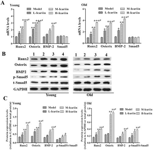 Figure 3. Icariin activates the BMP-2/Smad5/Runx2 pathway in the rat model of fractures. (A) RT-qPCR was performed to detect the mRNA expression levels of Runx2, Osterix, BMP-2 and Smad5. GAPDH was used as the control. (B) The expression levels of Runx2, Osterix, BMP-2, p-Smad5 and t-Smad5 proteins were detected by Western blotting. (1) Model group, (2) L-icariin group, (3) M-icariin group and (4) H-icariin group. (C) The relative expression levels of Runx2, Osterix, BMP-2, p-Smad5 and t-Smad5 were calculated by normalizing to the levels of GAPDH. Data are represented as the means ± SD (n = 3). *p< 0.05, **p< 0.01 and ***p< 0.001 vs. the model group. #p< 0.05 vs. the corresponding L-icariin group.