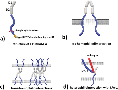 Figure 2. Structure and molecular interactions of the extracellular component F11R/JAM-A a) structure of F11R/JAM-A, b) cis-homophilic dimerization – two molecules of F11R/JAM-A located in the same cell interact with each other via D1 domain, c) trans-homophilic interactions – two, or more F11R/JAM-A dimers located on adjacent cells interact with each other via D1 domain, the site of interaction is different from the one responsible for cis-homophilic dimerization, d) heterophilic interaction with lymphocyte function-associated antigen (LFA-1) - LFA-1 is the only identified to date heterophilic ligand for F11R/JAM-A, the interaction occurs via D2 domain.