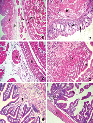 Figure 1. (a) Transverse section through the oesophageal wall; a: mucosa; b: submucosa; c: inner and outer muscular layer; hematoxyiln and eosin staining, ×100. (b) Tunica mucosa of the oesophagus; a: stratified squamous epithelium; b: lamina propria; (arrow): goblet cell; hematoxyiln and eosin staining, ×400. (c) The muscular layer of the oesophagus; a: inner longitudinal layer; b: outer circular layer; hematoxyiln and eosin staining, ×400. (d) Transverse section through the stomach mucosa; a: simple columnar epithelium; b: lamina propria with gastric glands; hematoxyiln and eosin staining, ×200. (e) The pyloric mucosa; a: simple columnar epithelium; b: lamina propria with no gastric glands; hematoxyiln and eosin staining, ×200. (f) Transverse section through the anterior intestines; a: simple columnar epithelium; b: lamina propria; c: inner and outer muscular layer; hematoxyiln and eosin staining, ×100.
