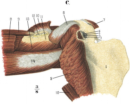 Figure 3. An example of the bursae in the shoulder region. 3: subscapular bursa; 12: subtendinous bursa of teres major.