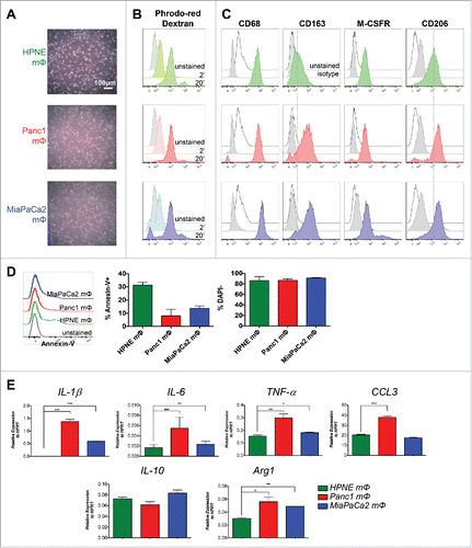 Figure 1. Validation of in-vitro-generated mΦ. (A) CD14+ MACS-isolated peripheral blood monocytes from healthy donors were cultured with HPNE-, Panc1- and MiaPaCa2-conditioned media for 7–9 d. The representative bright-field images of mΦ generated from the respective conditioned media are shown. (B) The three mΦ types were assayed for their ability to endocytose using pHrodo-Red Dextran beads. The histograms indicating uptake of the pH-sensitive red fluorescence after 2 and 20 min incubation with the beads are shown. (C) The histograms of the expression of classical mΦ markers CD68, CD163, M-CSFR and CD206 on the three mΦ types by flow cytometry are shown. Dotted lines through CD163 and CD206 histograms have been drawn to demarcate peak of HPNE mΦ stain. (A–C) First (green), second (red) and third (blue) rows denote data for HPNE, Panc1 and MiaPaCa2 mΦ, respectively. Data are representative of n = 4 independent experiments. (D) The histograms of Annexin-V staining by flow cytometry on the mΦ types are shown. Bar graphs depict the mean ± SEM of the proportion of Annexin-V+ apoptotic cells and DAPI− live cells of total cells for the three mΦ types. Data are collated from n = 2 independent experiments. (E) MΦ are assayed for transcript expression of M1 and M2 markers IL-1β, IL-6, TNF-α, IL-10 and Arg1 by qPCR. Bar graphs shown are the mean ± SEM of the relative expression of that gene over HPRT. Data are representative of n = 3 independent experiments. *p < 0.05; **p < 0.01; ***p < 0.001.