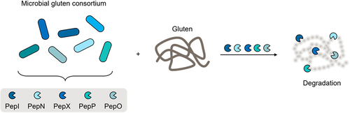 Figure 11. Microbial consortium for gluten degradation.