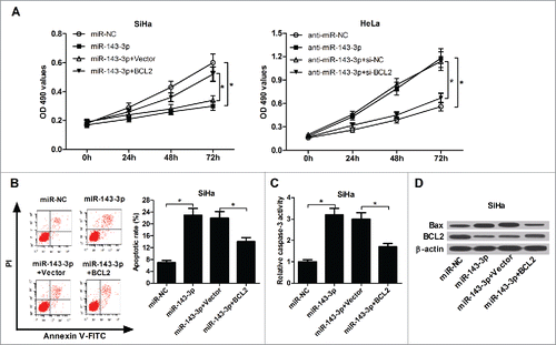 Figure 6. The inhibitory effect of BCL2 on miR-143-3p-modulated anti-proliferation and pro-apoptosis in cervical cancer cells. (A) The impact of BCL2 on miR-143-3p-induced suppression of SiHa cells proliferation, as well as the effects of si-BCL2 on anti-miR-143-3p-mediated promotion of HeLa cells proliferation were determined by MTT analysis. The effects of BCL2 on apoptosis (B), caspase-3 activity (C), as well as Bax and BCL2 expression (D) in miR-143-3p-transfected SiHa cells.