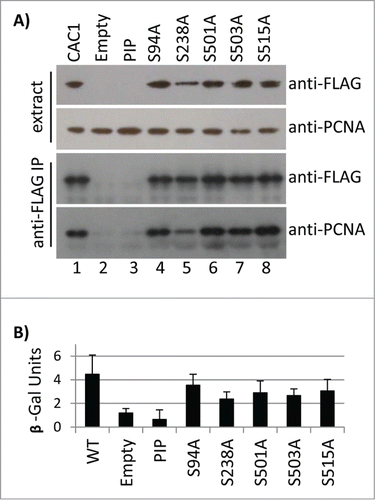 Figure 5. The Cac1p S→A mutations do not reduce the binding of Cac1p to PCNA. (A) Total cell extracts from cac1Δ cells expressing FLAG-tagged Cac1p plasmids with no mutation (CAC1, lane 1), empty vector (lane 2) or the indicated point mutations (lanes 3–8) were immunoprecipitated with anti-FLAG antibodies (labeled as anti-FLAG IP). The samples were analyzed by Western blotting with anti-FLAG and anti-PCNA antibodies. One of 2 independent experiments with reproducible outcomes is shown. (B) A LexAop-driven β-galactosidase reporter plasmid was co-transformed in cac1Δ cells with plasmids expressing LexA-Cac1p with no mutation (CAC1) or the indicated point mutations and a plasmid expressing PCNA-Gal4AD. Average β-galactosidase activity in total cell extracts from 2 independent experiments (3 biological replicates each) was measured and plotted.