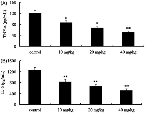 Figure 3. Effect of CYXD on TNF-α and IL-6 in the serum of CLP mice. Mice were divided into five groups (n = 10): sham, control, and CYXD (10, 20, and 40 mg/kg). The vehicle (control, 10 mL/kg) and CYXD were administered by intraperitoneal injection. Each column represented the mean ± SEM (n = 10). *p < 0.05 and **p < 0.01, compared with the control.
