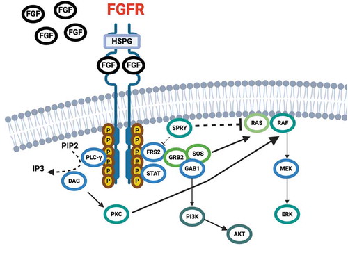 Figure 1. Fibroblast Growth Factor Receptor (FGFR) structure, ligand binding and signaling