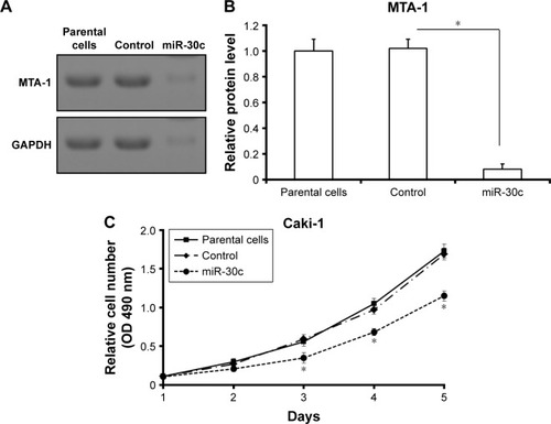 Figure 3 miR-30c represses MTA-1 to inhibit the proliferation of Caki-1 cells.