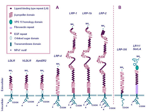 Figure 1 The low-density lipoprotein (LDL) receptor gene family.