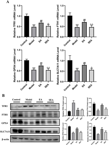 Figure 5 EA ameliorated IBD in obese mice by inhibiting ferroptosis in the gut Gene and protein levels were verified. (A) Gene expression (GAPDH as internal reference). (B) Protein expression (β-actin as internal reference). n = 6, values are mean ± SEM; ** p < 0.01,*** p < 0.001 (Control vs Model); ## p < 0.01, ### p < 0.01 (Model vs EA); Δ p < 0.05, ΔΔ p < 0.01 (EA vs SEA).
